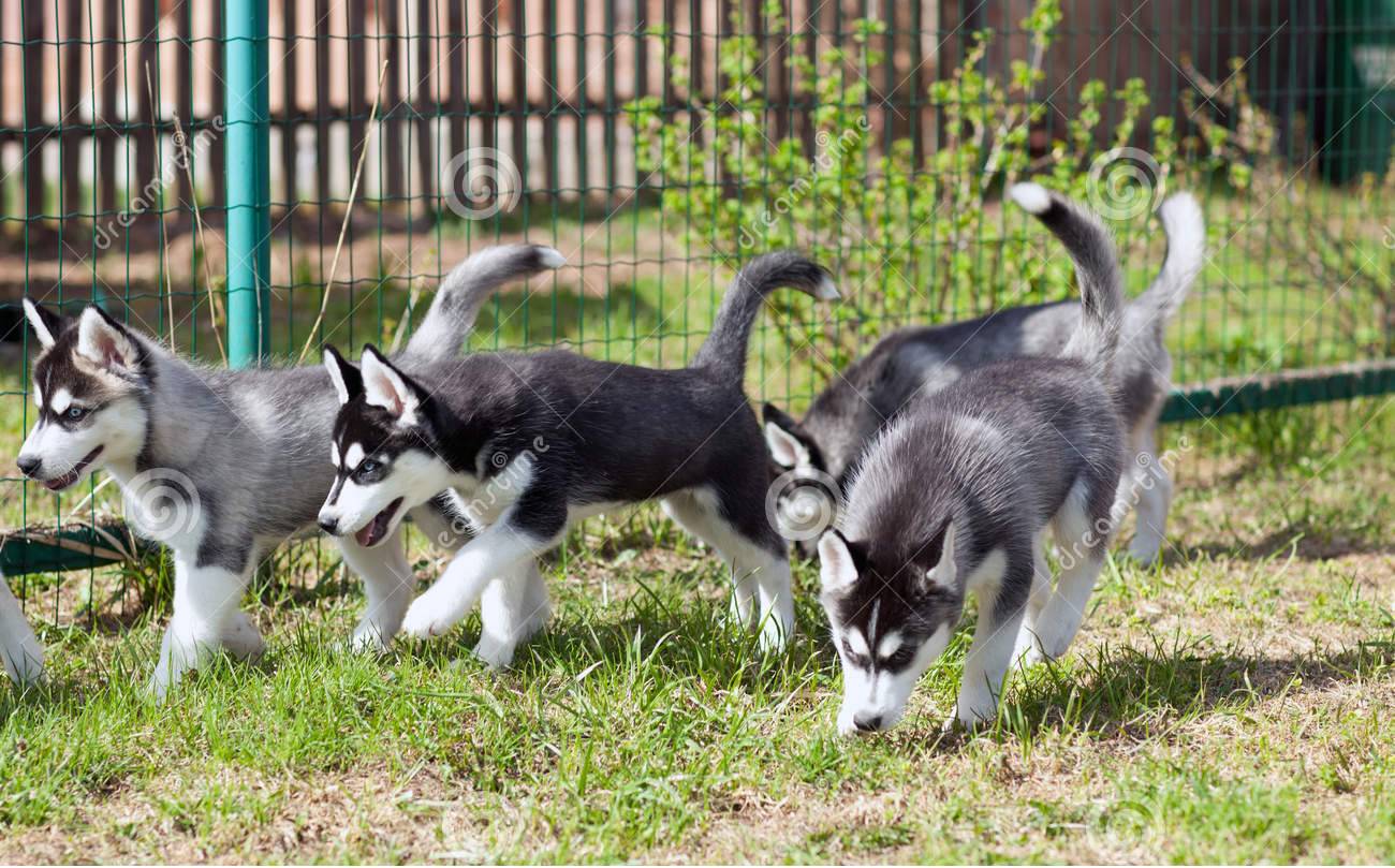 picure of puppies in front of a dog run fence